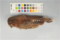 藏品(黃嘴角鴞)的圖片